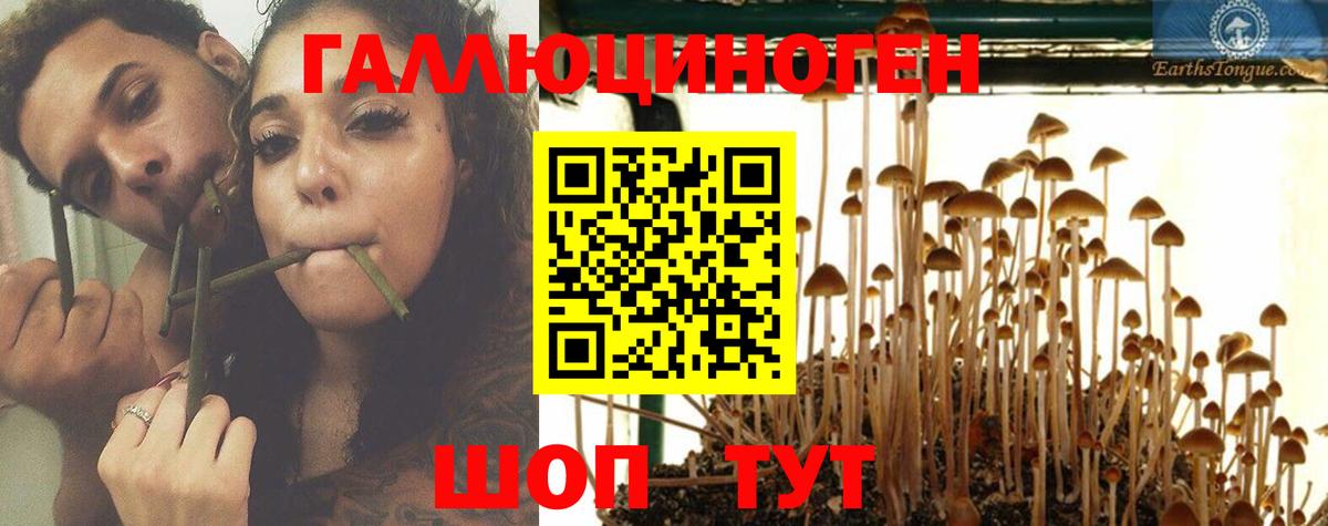 Галлюциногенные грибы Psilocybe Шатура